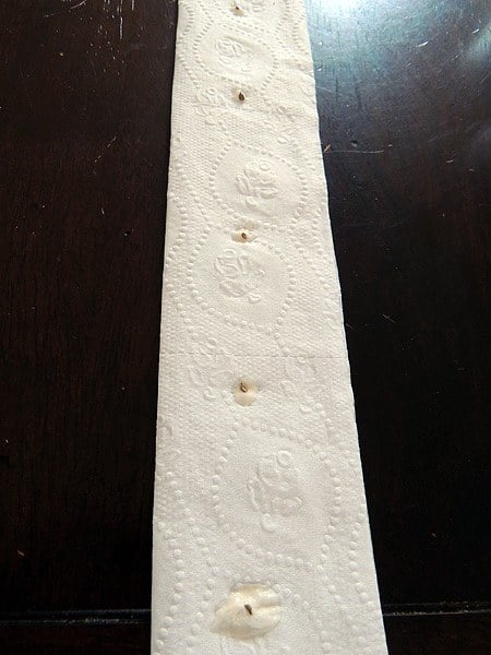 Toilet paper tape with carrot seeds. 