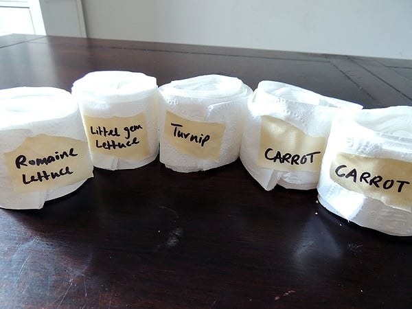 DIY seed tapes with different seeds. 