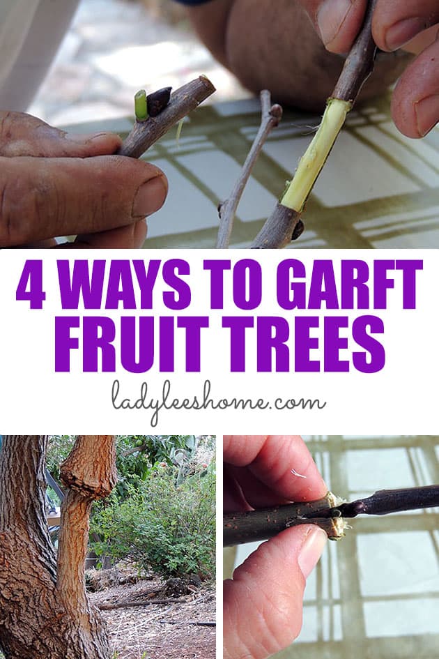 4 Techniques for Grafting Fruit Trees Lady Lee's Home