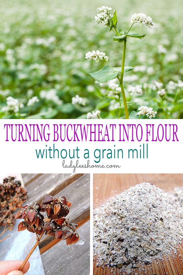 Buckwheat Hulls: 4 Easy Ways to Use in Your Business