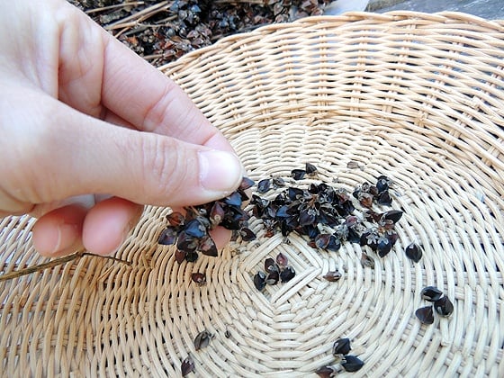 How to process buckwheat. How to make buckwheat flour without a grain mill and how to dehull buckwheat and the process of milling buckwheat. #howtogrowbuckwheat #buckwheatrecipes #healthbenefitsofbuckwheat #howtoprocessbuckwheat #buckwheat