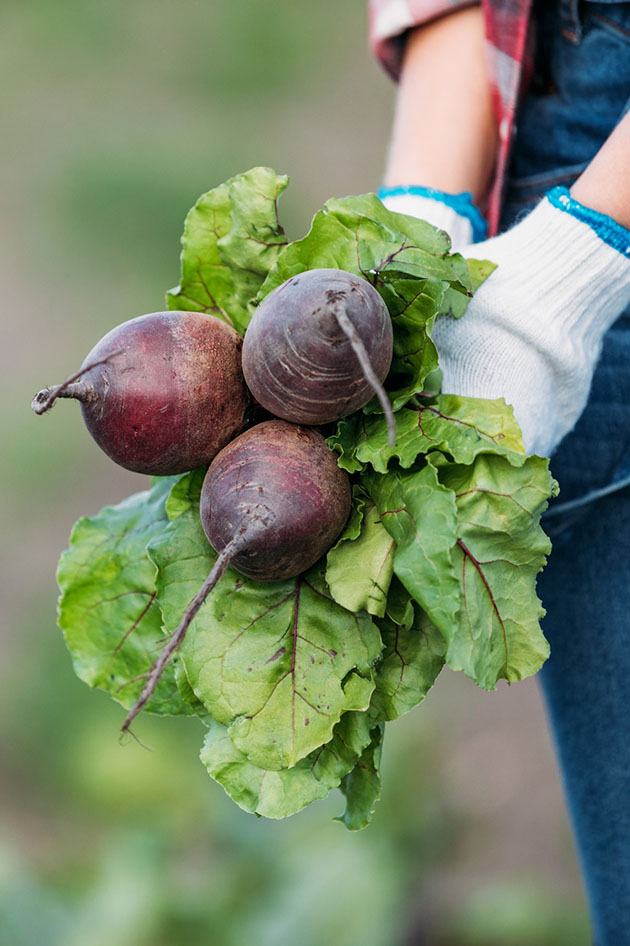 Hands holding beets.