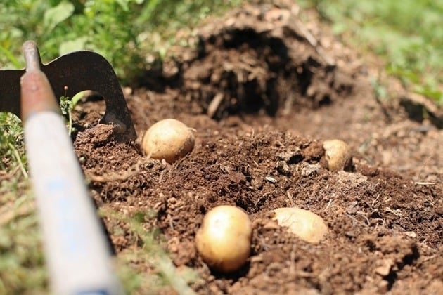 Potatoes in the garden.