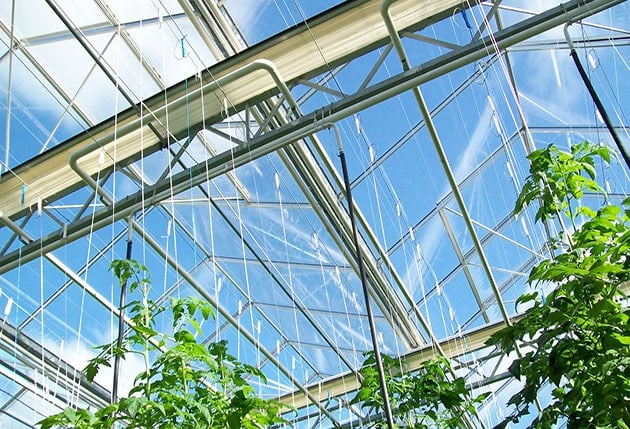 Tomatoes in greenhouse.