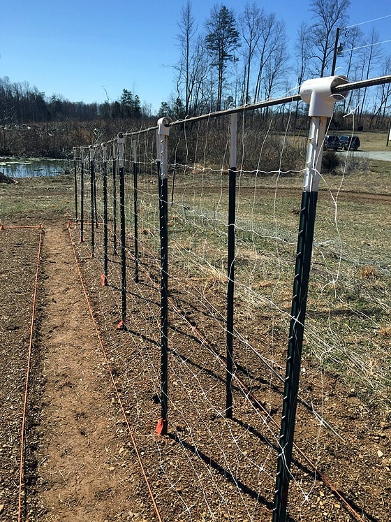 A trellis for pole beans.