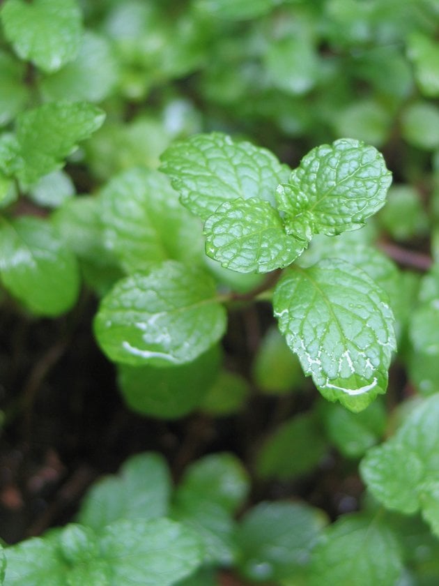 Mints plant in the garden. 