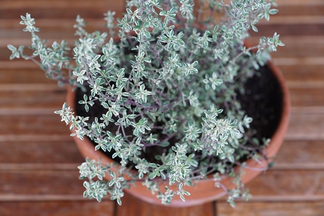 A thyme plant.