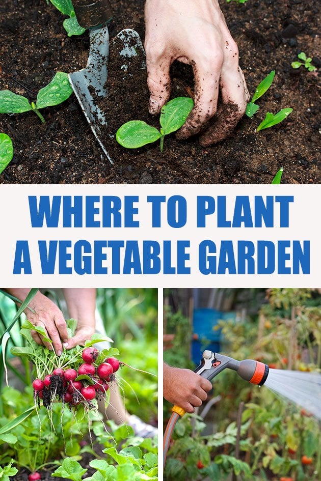 These eight points will help you decide where to plant a vegetable garden so you can grow a ton of vegetables in your first year of gardening!
#organicgarden #vegetablegarden #gardenlocation #gardening