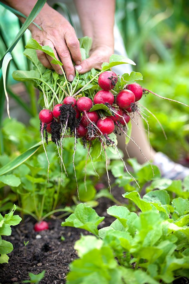 Radishes from the garden.