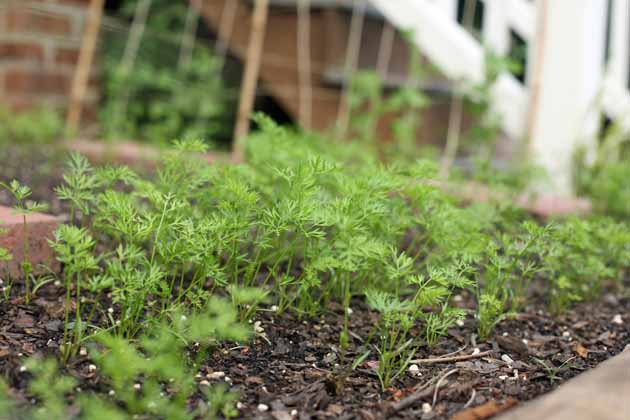 Carrot seedlings before thinning.