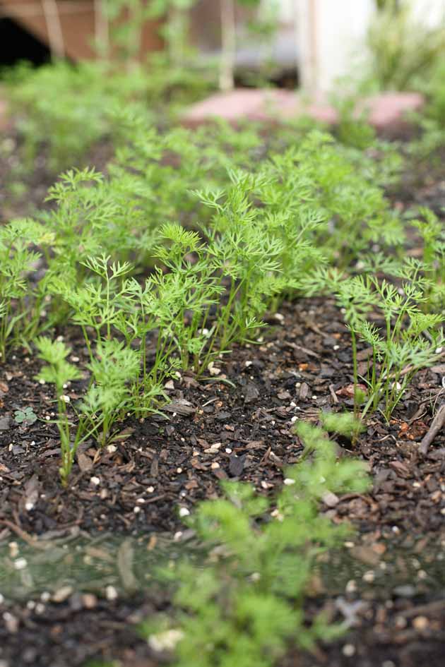 Carrots germinating in the bed.