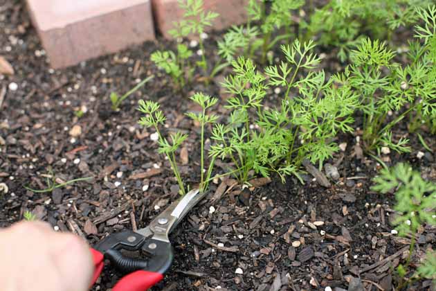 Thinning carrots with tomato shears. 