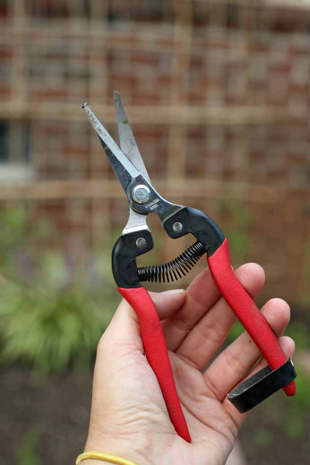 Tijeras de tomate que uso para adelgazar zanahorias.