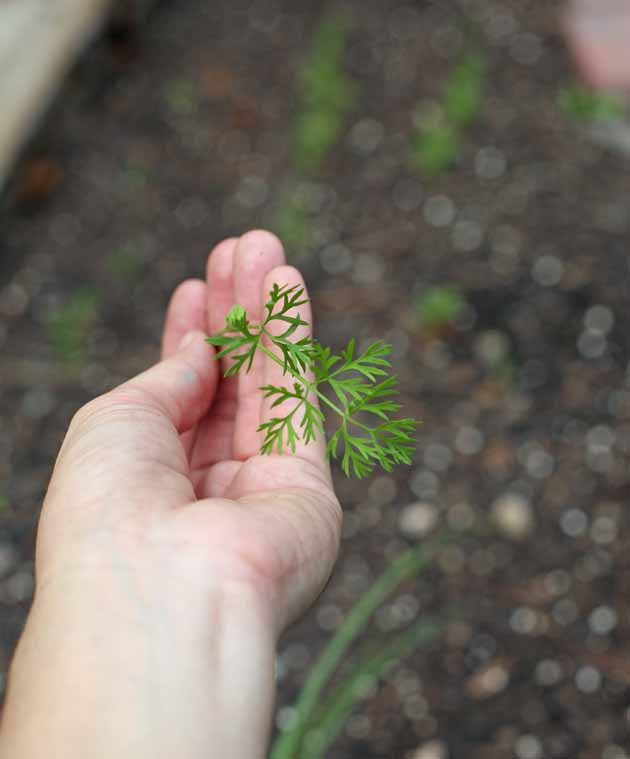 Carrot top seedling from first thinning. 