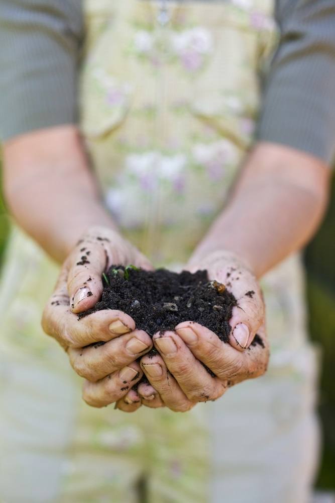 Hands holding compost. 