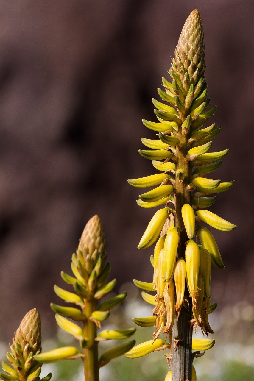 Aloe vera flower.