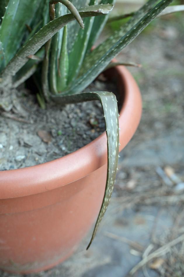 Wilting aloe vera leaf.