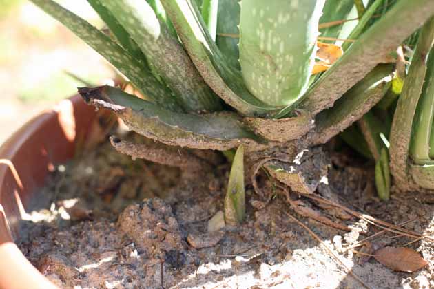 Aloe vera offset.