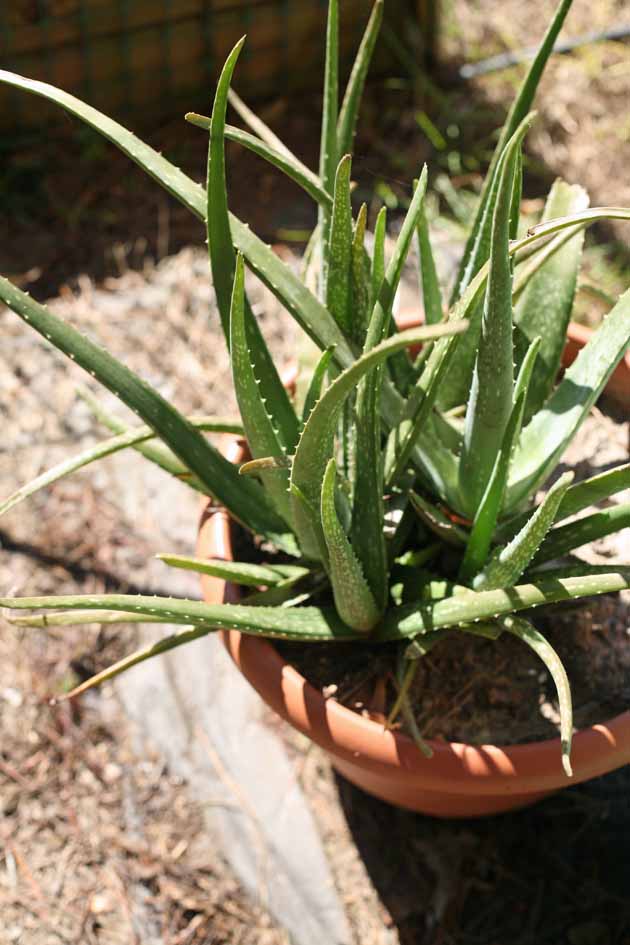 Aloe vera in a pot.
