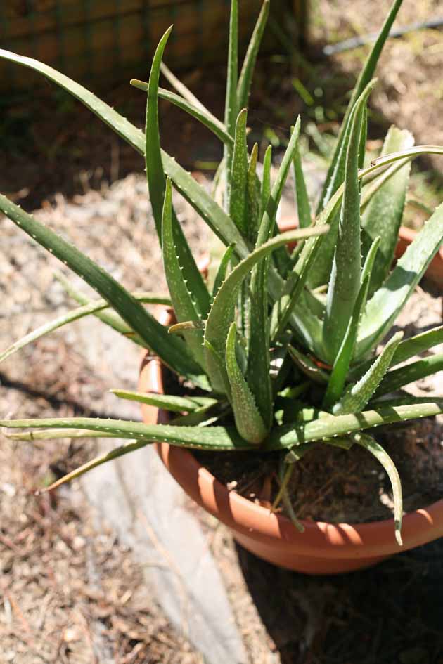 Aloe Vera Plant in 8 Inch Pot 