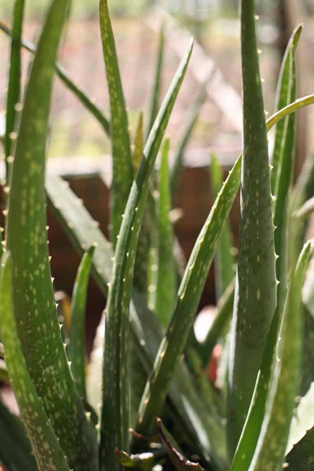Close up of aloe vera plant.