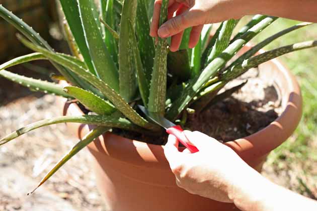 Harvesting aloe vera.