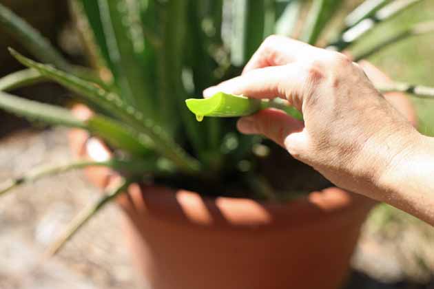 Aloe vera latex. 