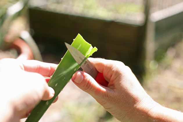 Peeling an aloe vera leaf.