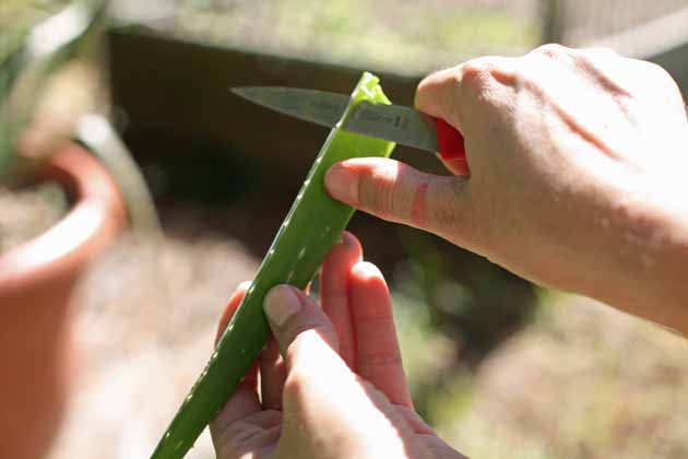 Peeling an aloe vera leaf. 