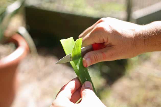 Peeling an aloe vera leaf.