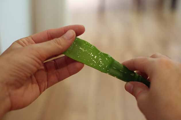 Aloe vera gel inside the aloe vera leaf.