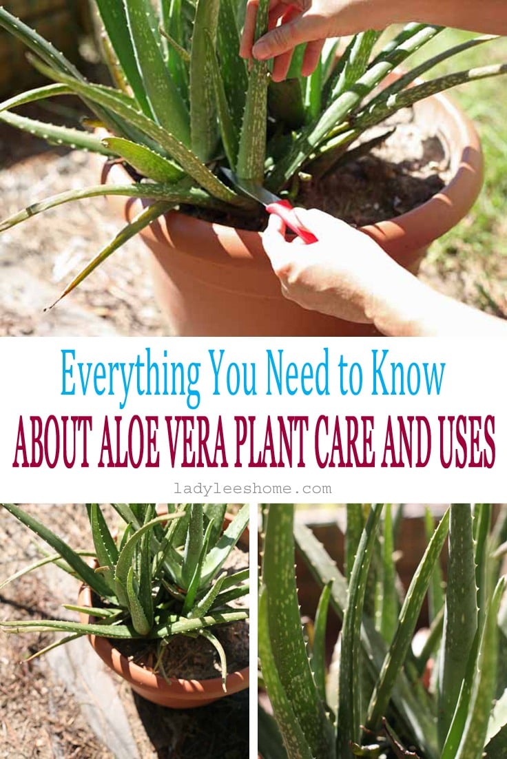 Everything You Need To Know About Aloe Vera Plant Care And Uses Lady Lees Home 0290