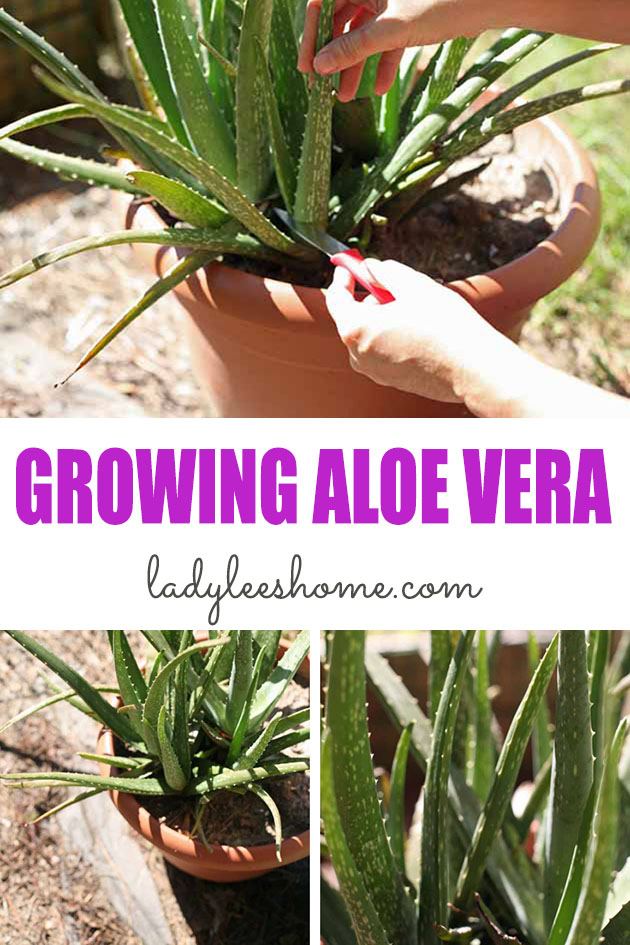 Aloe Vera Plant  9 Frequently asked questions about caring for it