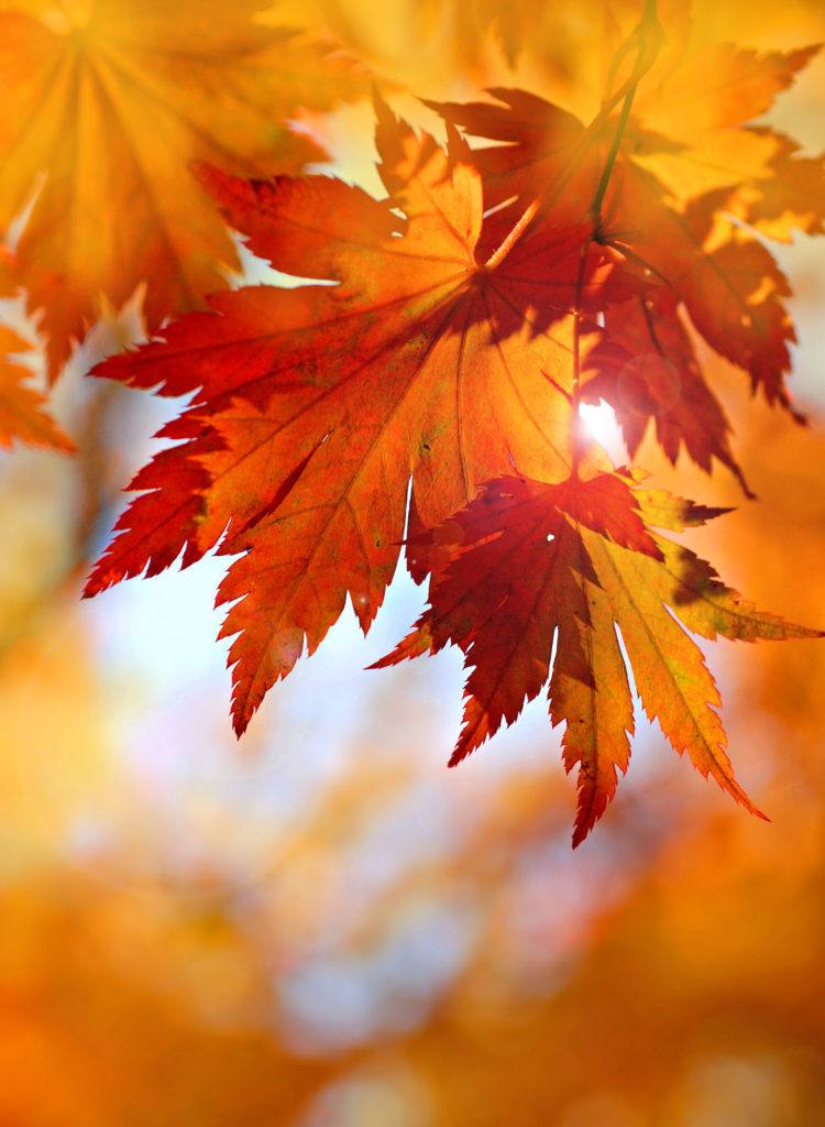 Dry orange leaves.