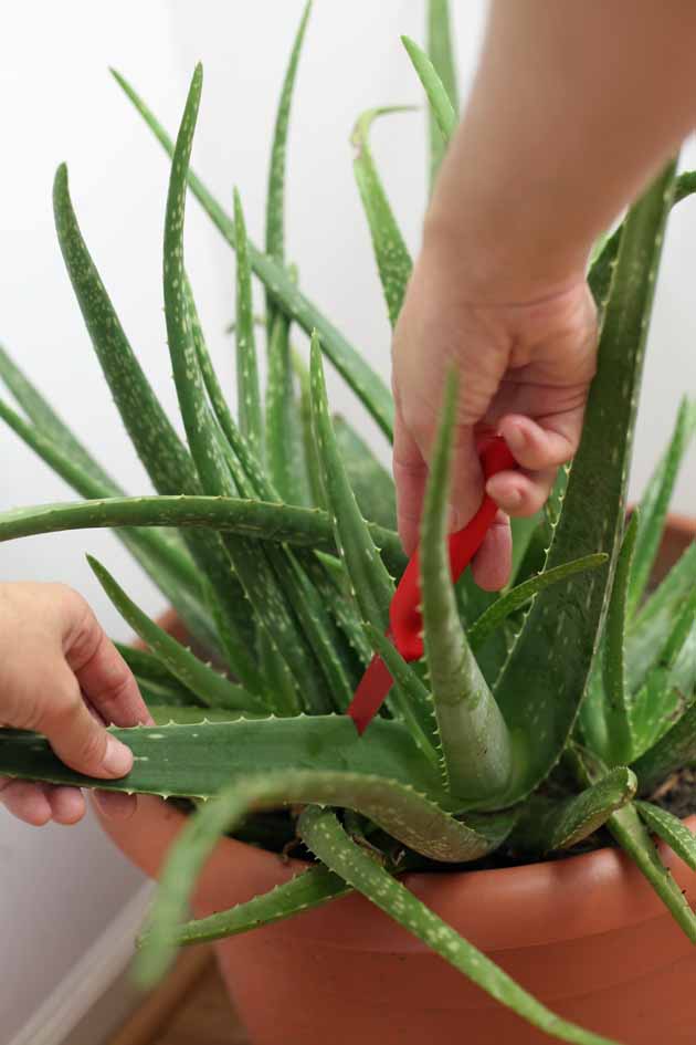 Aloe vera can be used internally in a form of aloe vera juice. It is very simple to make and the health benefits are endless. Here is how to make aloe vera juice. #LadyLee'sHome