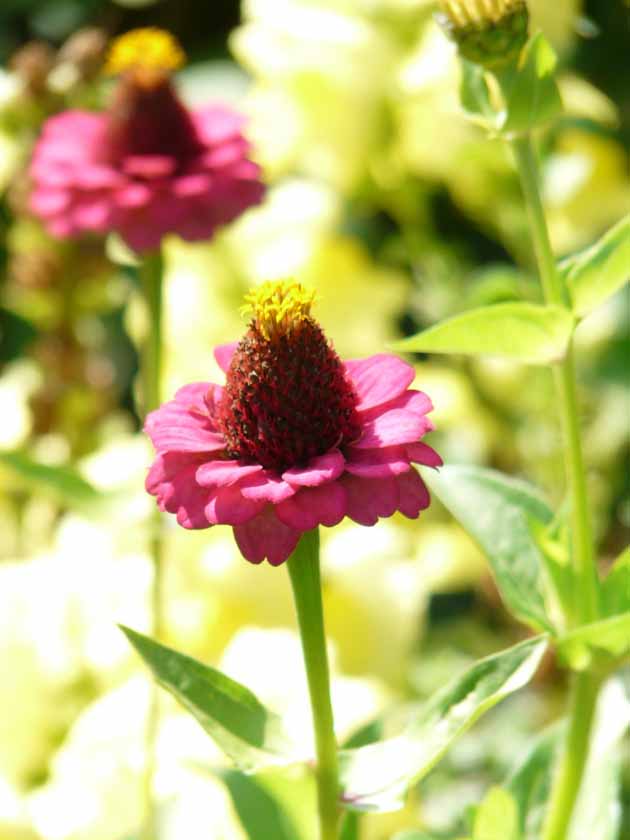 How to Grow Zinnias