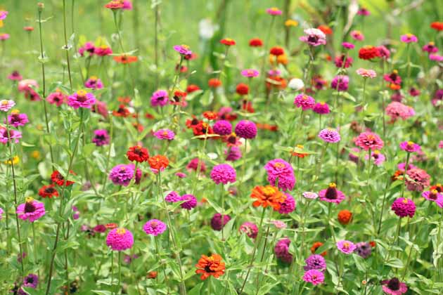 How to Grow Zinnias