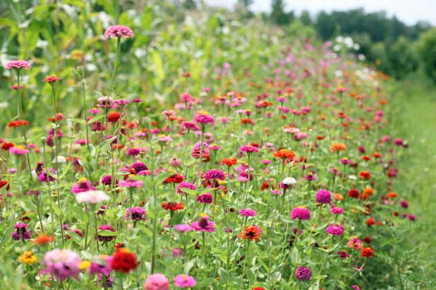 How to Grow Zinnias