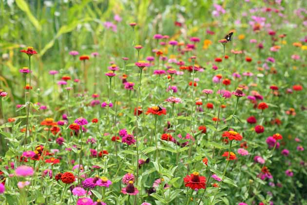 How to Grow Zinnias