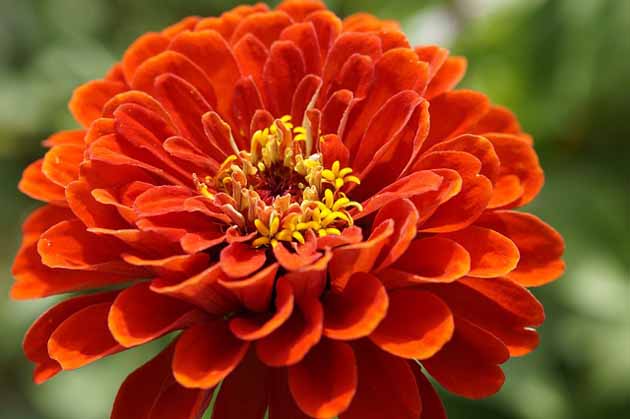 How to Grow Zinnias