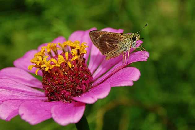 How to Grow Zinnias