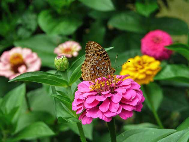 How to Grow Zinnias