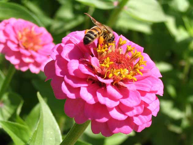 How to Grow Zinnias