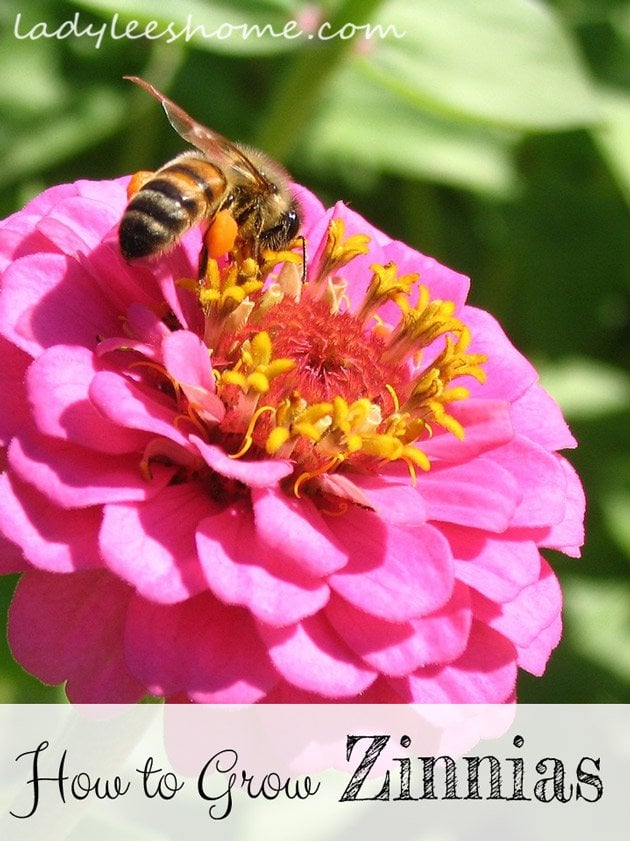 How to Grow Zinnias