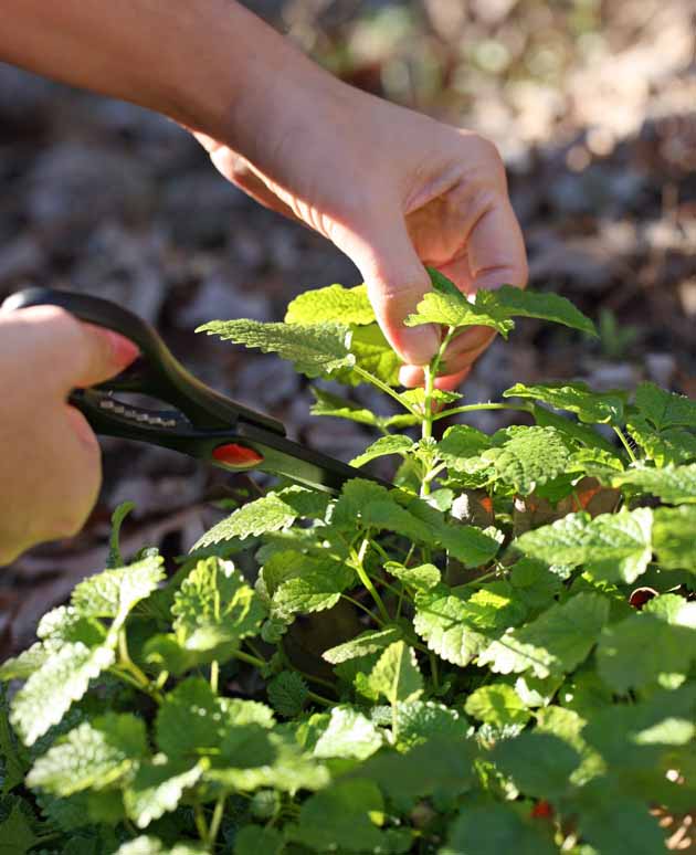 Planting mint cuttings information