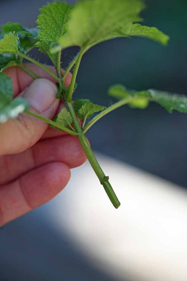 Mint cuttings