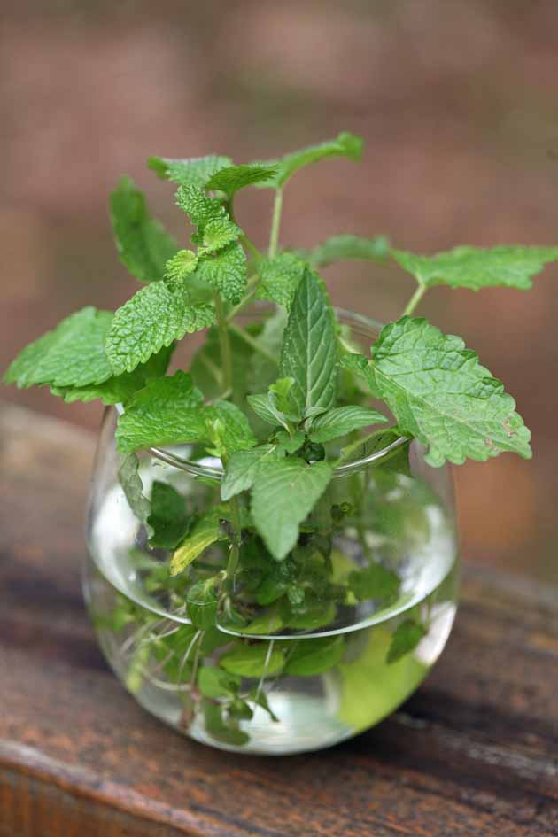 Mint cuttings rooting in a glass of water