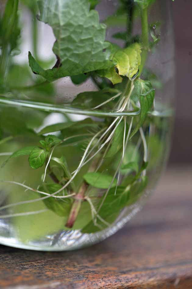 Mint cuttings roots in water