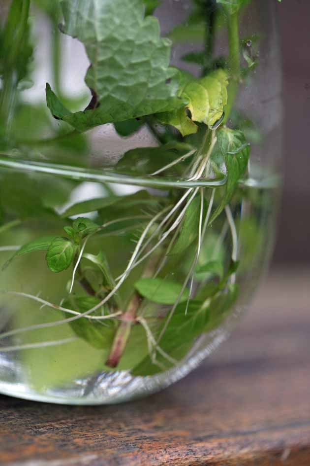 How to Grow Mint From Cuttings - Lady Lee's Home