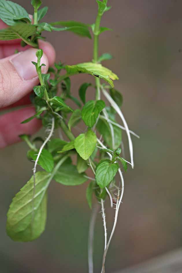 Mint cuttings with roots. 
